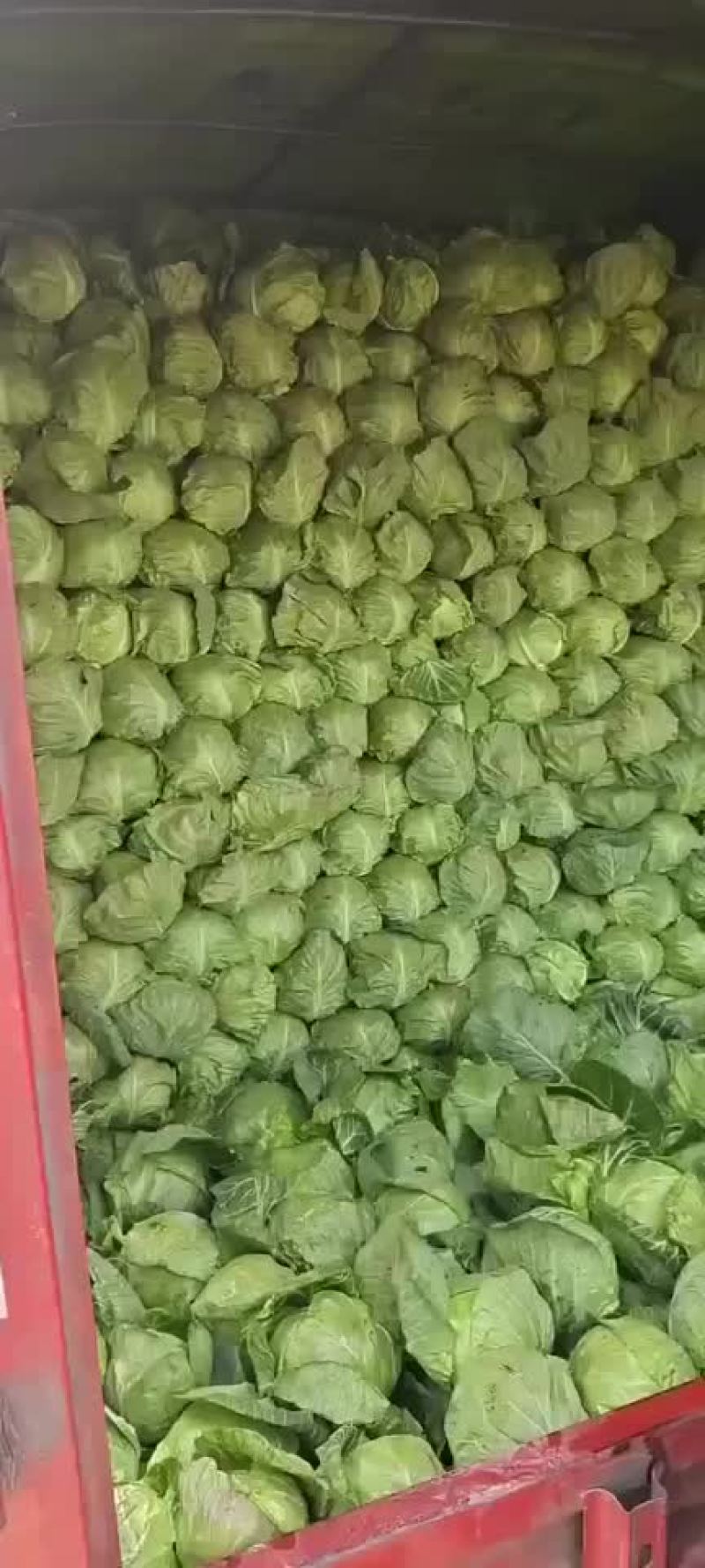 精品甘蓝上市，需要的老板可以联系，价格不高