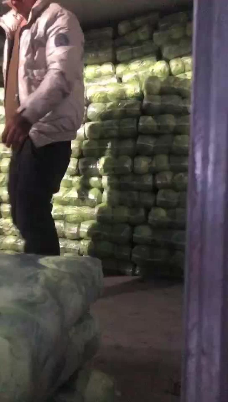 精品甘蓝上市，需要的老板可以联系，价格不高