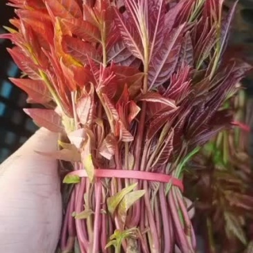 香椿