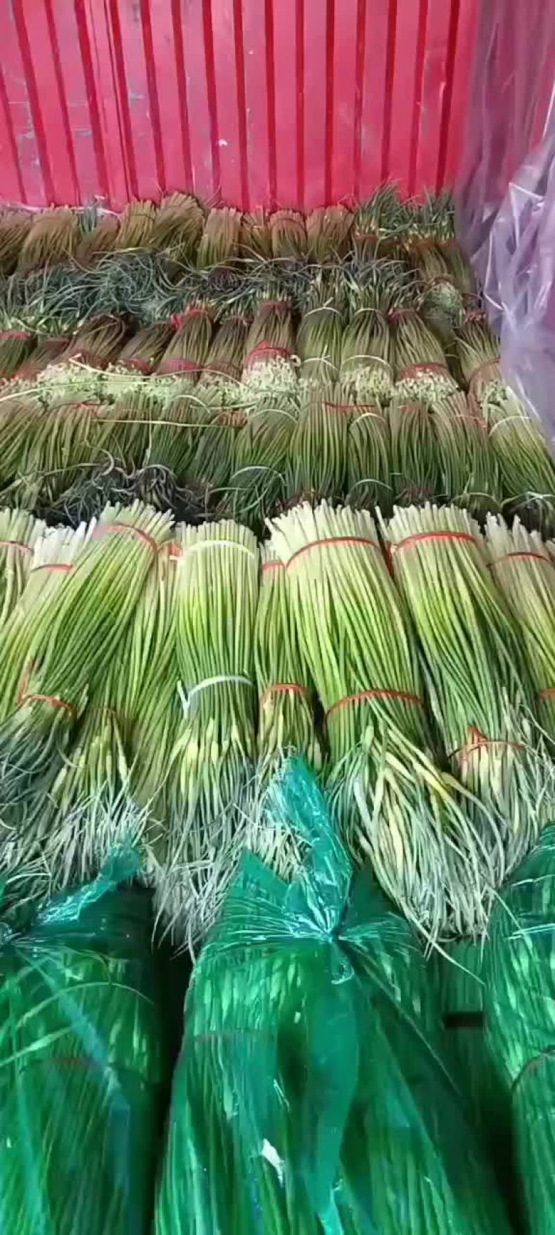 精品大把，小把白帽蒜苔精品大把，小把白帽蒜苔