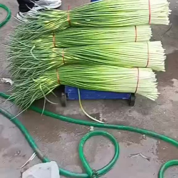 精品大把，小把白帽蒜苔精品大把，小把白帽蒜苔