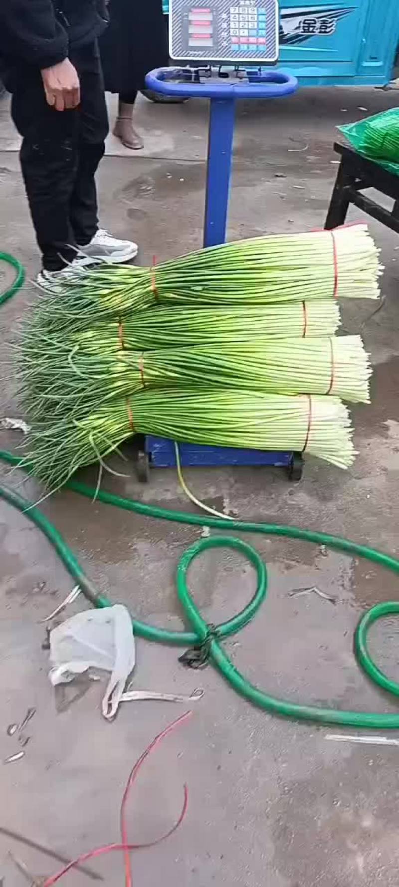 精品大把，小把白帽蒜苔精品大把，小把白帽蒜苔