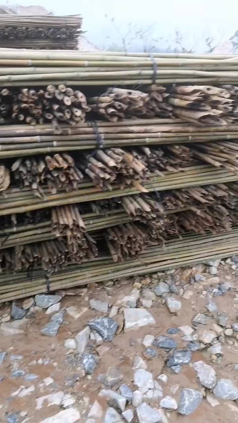 野生金竹