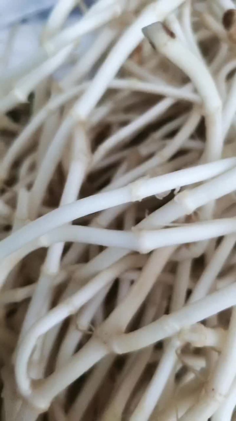 鱼腥草，又白又嫩，自产自销