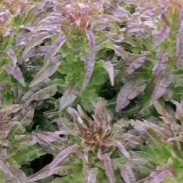 紫叶香莴笋