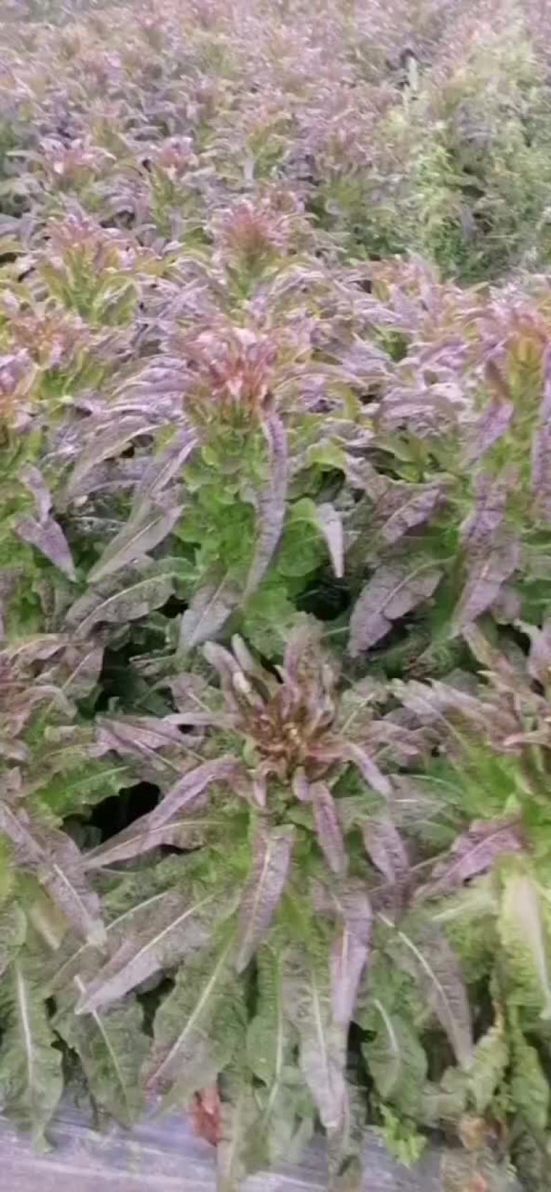 紫叶香莴笋