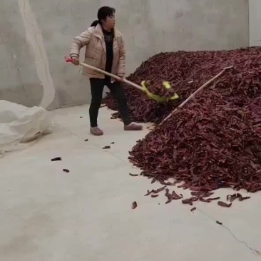 板椒