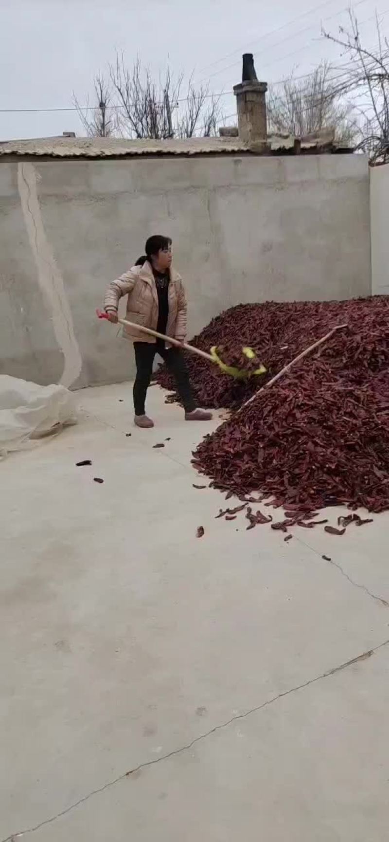 板椒