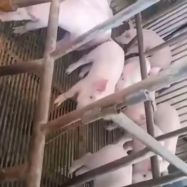 长期岀售三元仔猪，手续齐全，