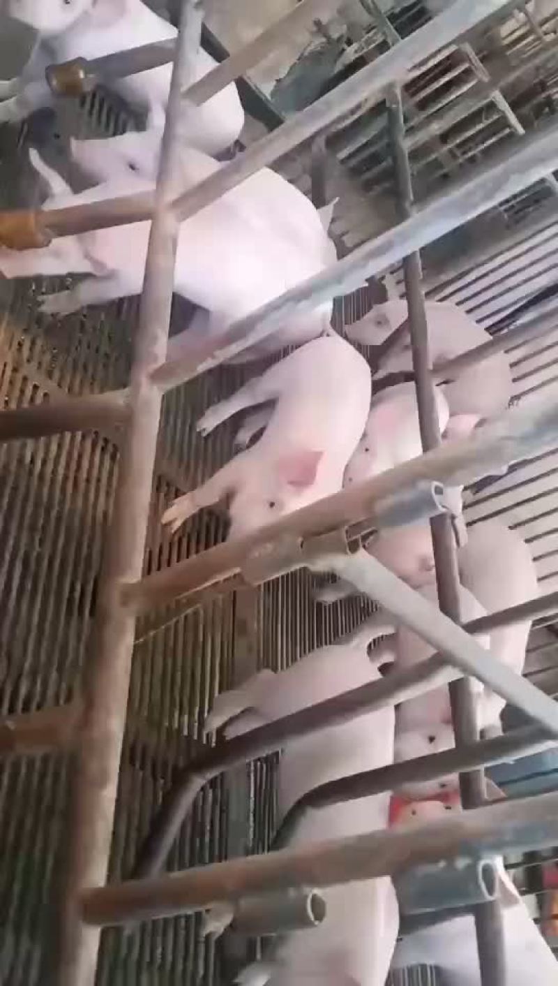 长期岀售三元仔猪，手续齐全，
