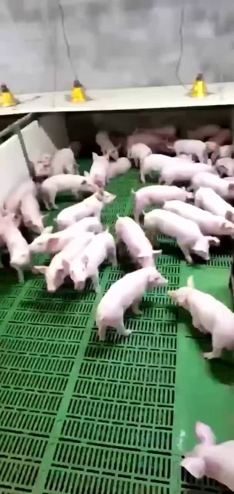 长期岀售三元仔猪，手续齐全，