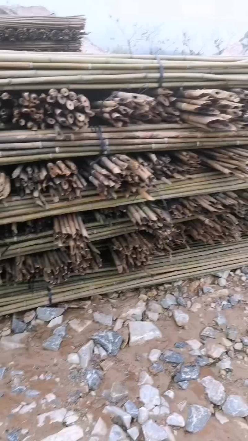 野生金竹