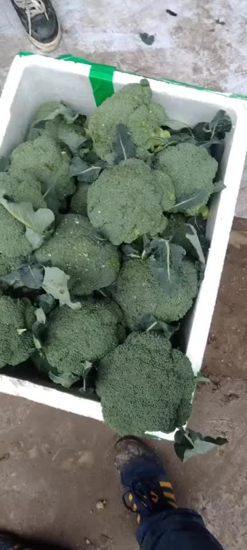 陕西西兰花上市价格不高