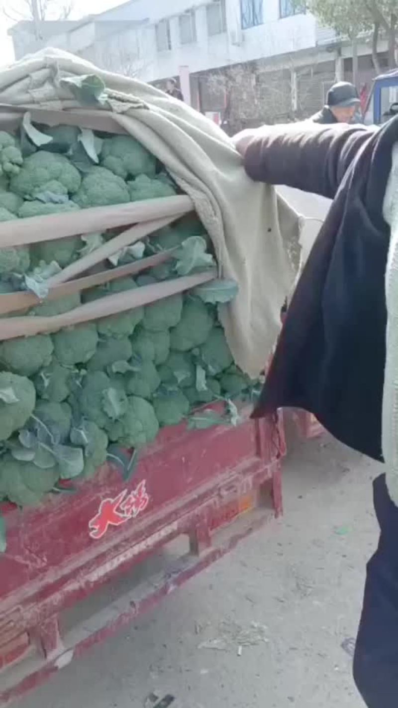 陕西西兰花上市价格不高