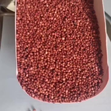 高丹王牧草种子