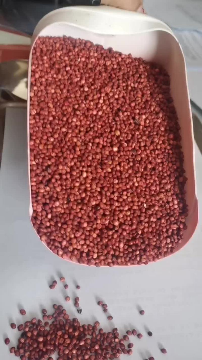 高丹王牧草种子