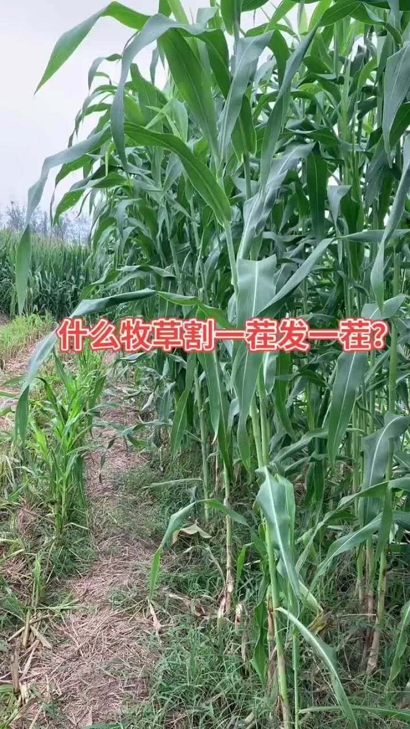 高丹王牧草种子