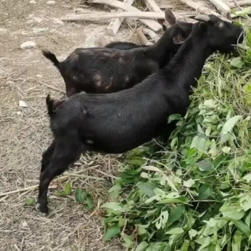 黑山羊