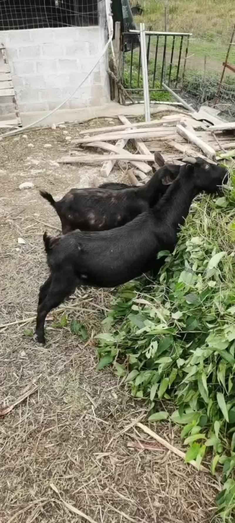 黑山羊