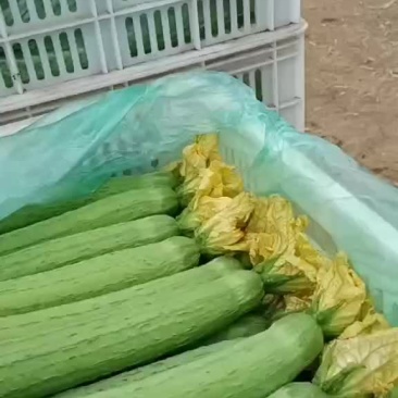 丝瓜