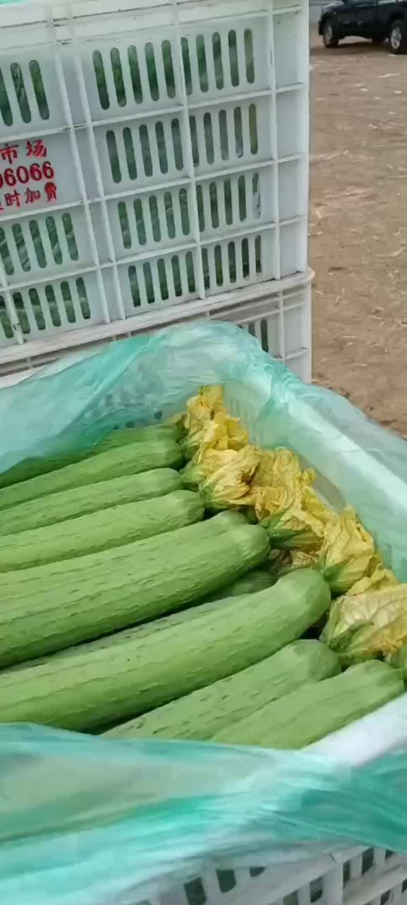 丝瓜