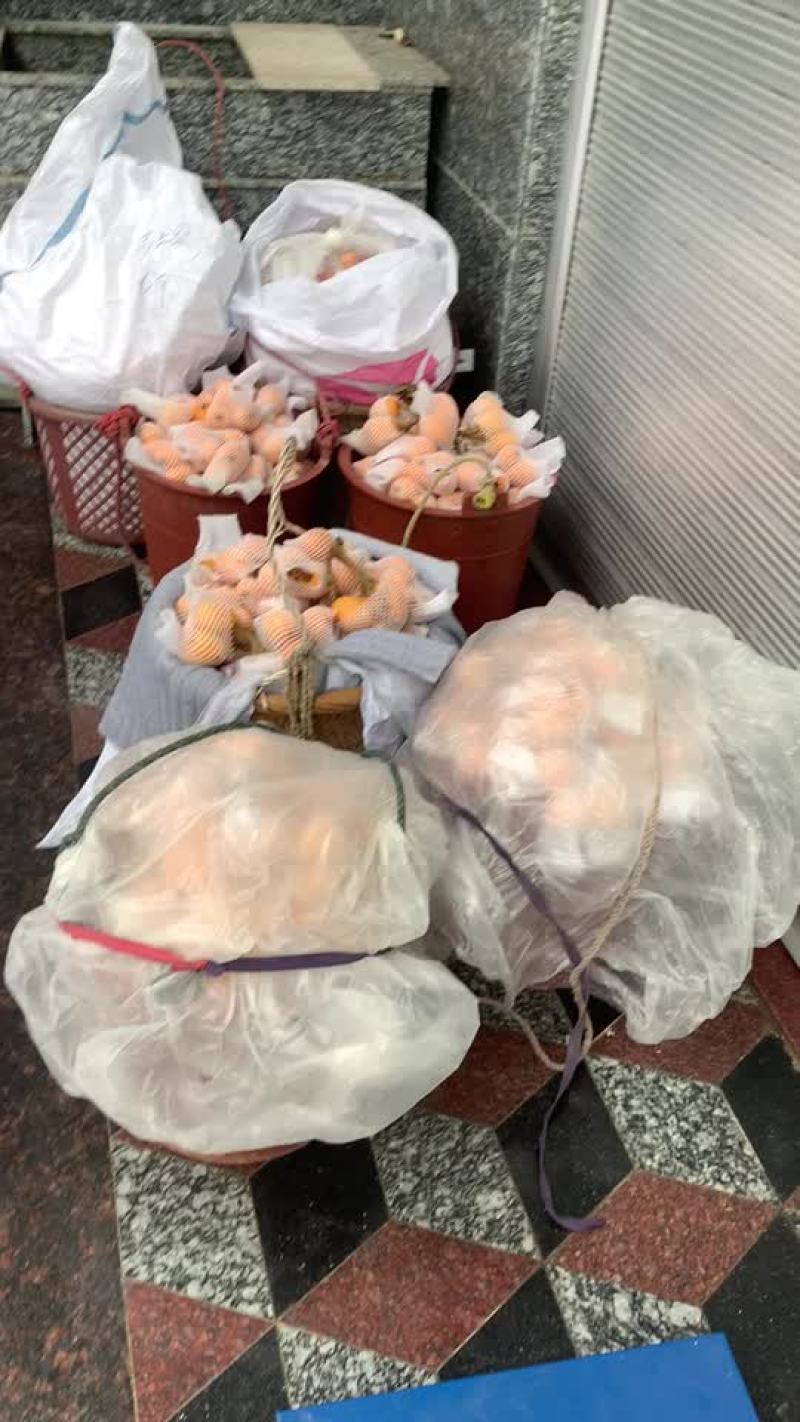 云霄水果枇杷，新鲜水果