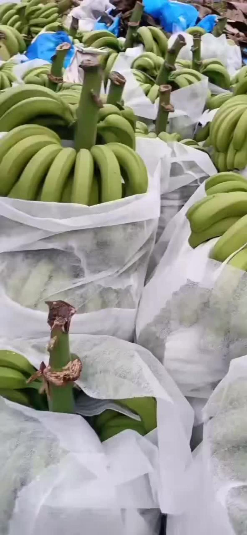 云南红河香蕉，优质香蕉，一手货源。