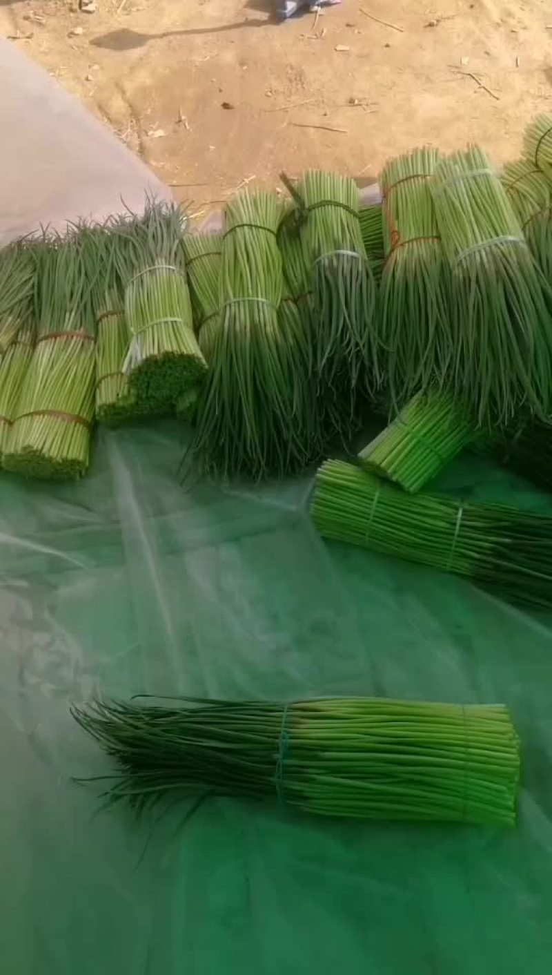 蒜薹