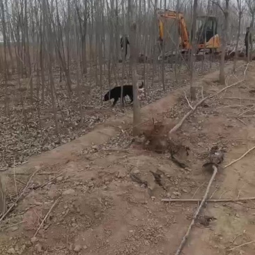 107速生杨树苗继续挖苗需要的赶紧联系