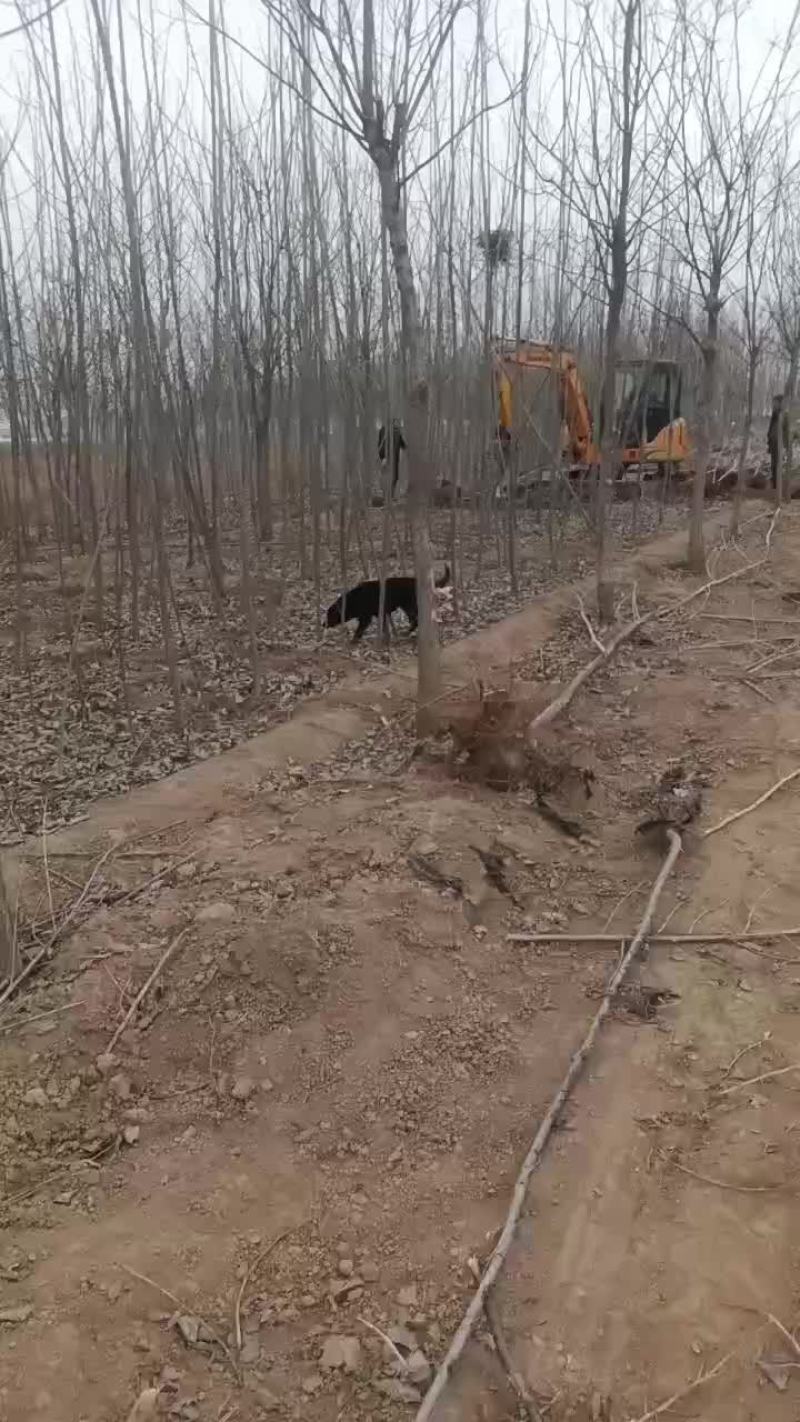 107速生杨树苗继续挖苗需要的赶紧联系