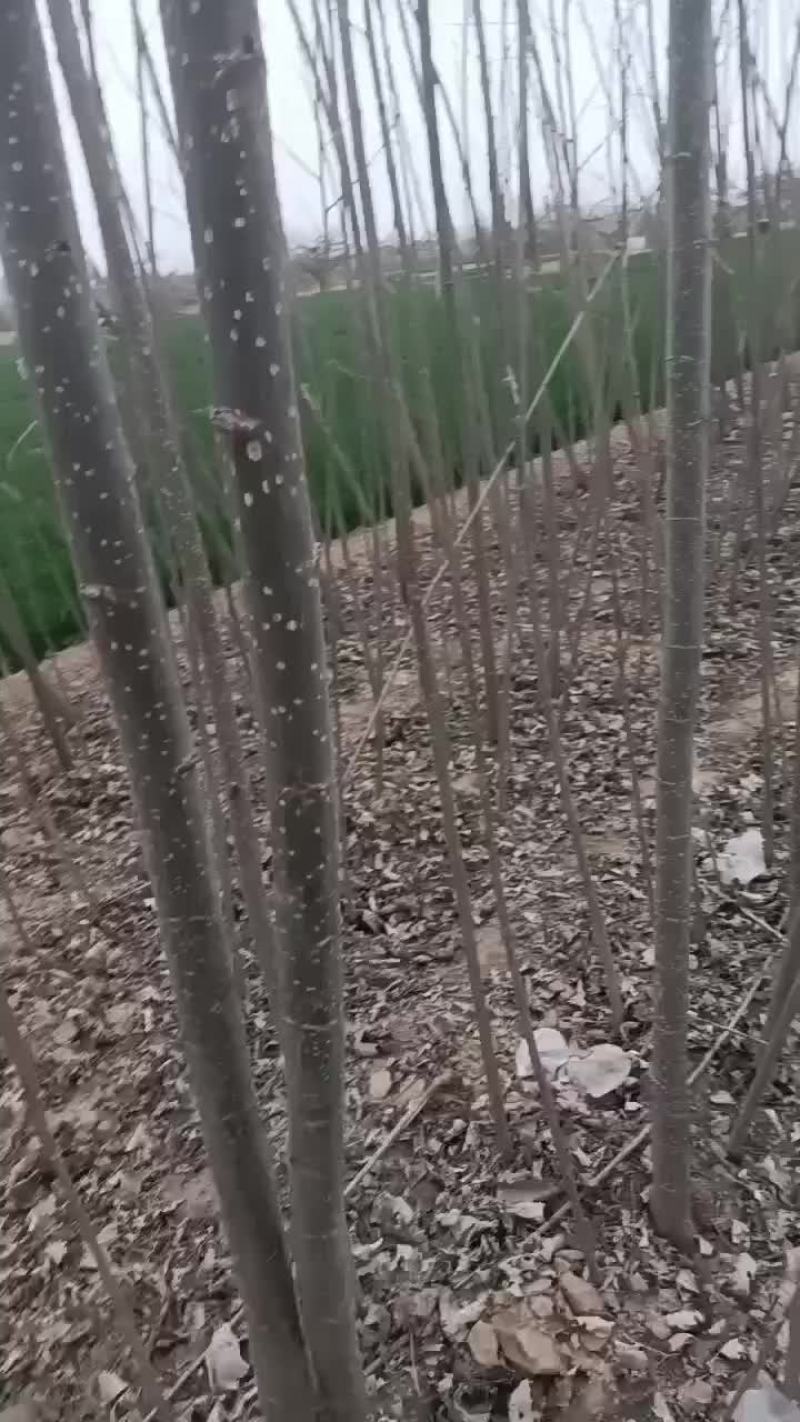 107速生杨树苗继续挖苗需要的赶紧联系