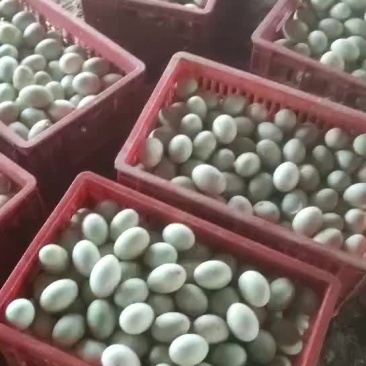 自养农家鸭蛋