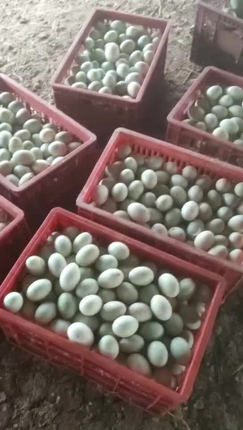 自养农家鸭蛋