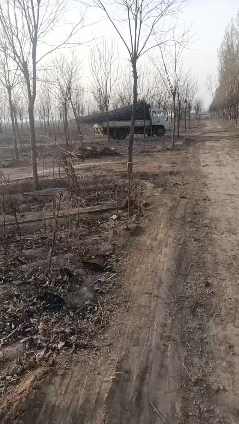 107速生杨树苗大量有货需要的联系