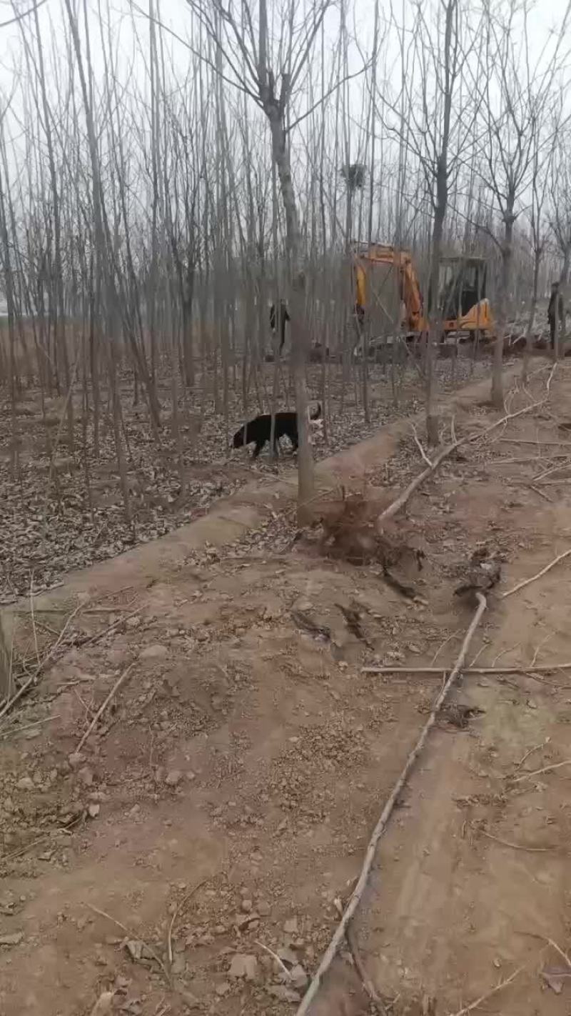 107速生杨树苗大量有货需要的联系