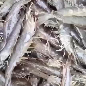 湛江南美白对虾