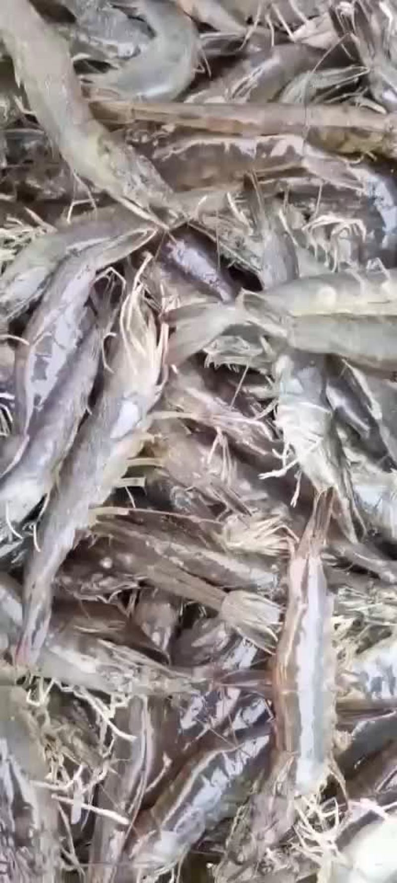 湛江南美白对虾