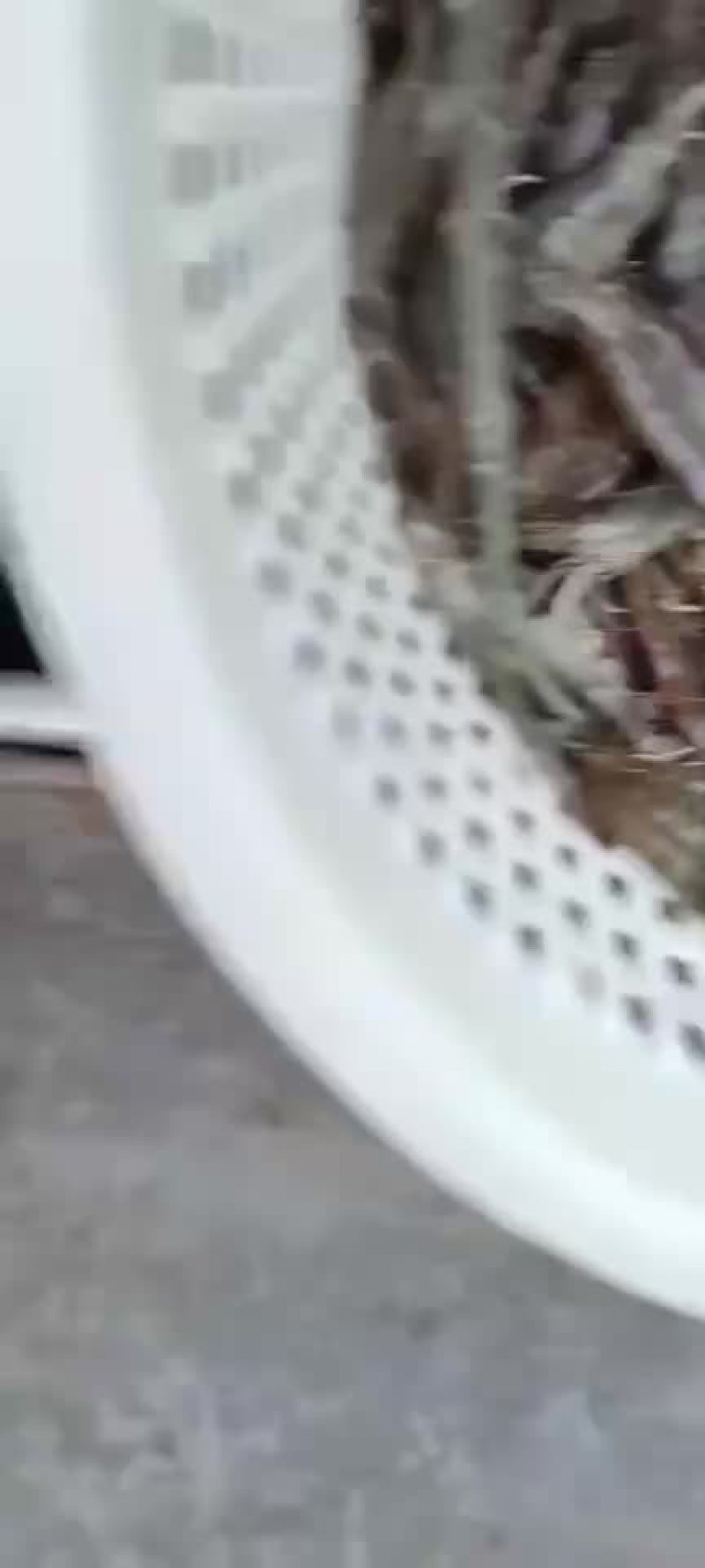 湛江南美白对虾