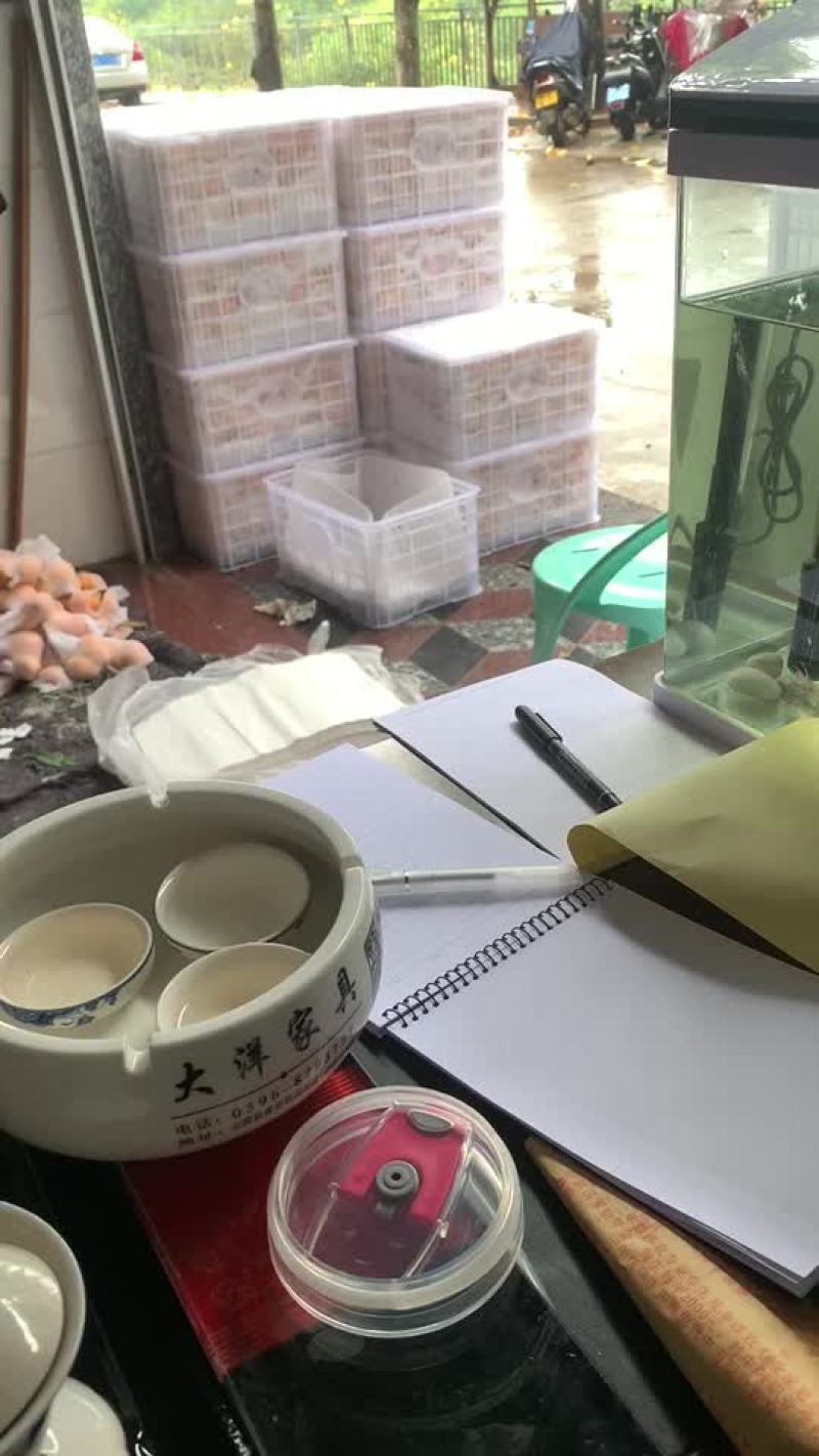 云霄枇杷水果批发零售