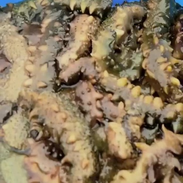 海参