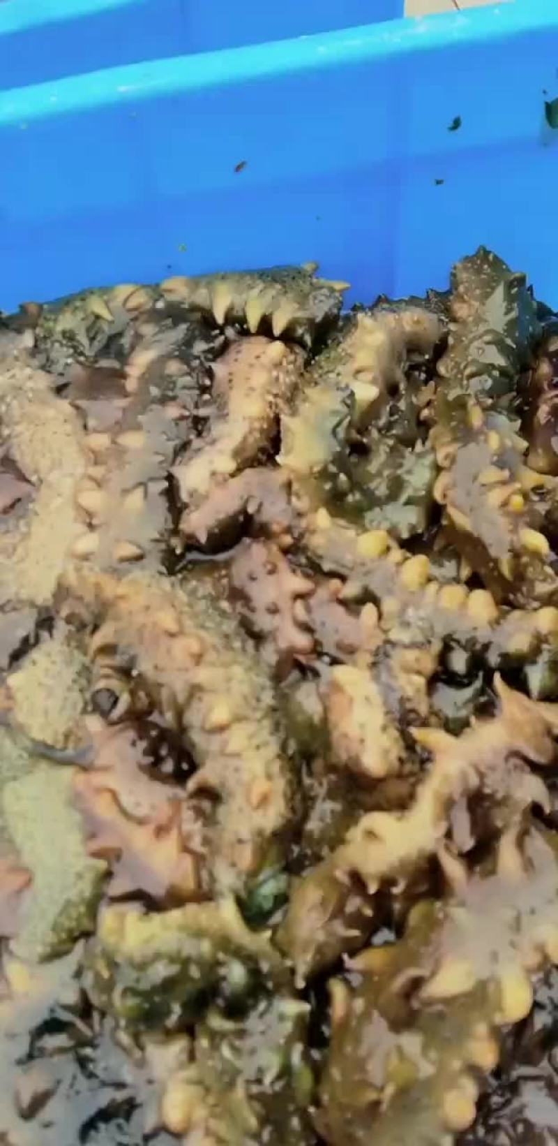 海参
