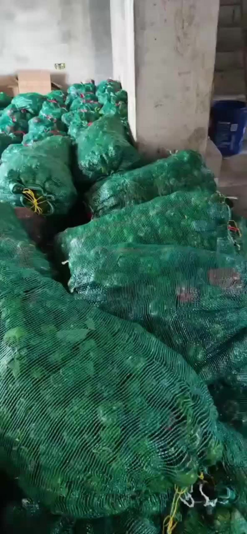 次椒当天摘当天走