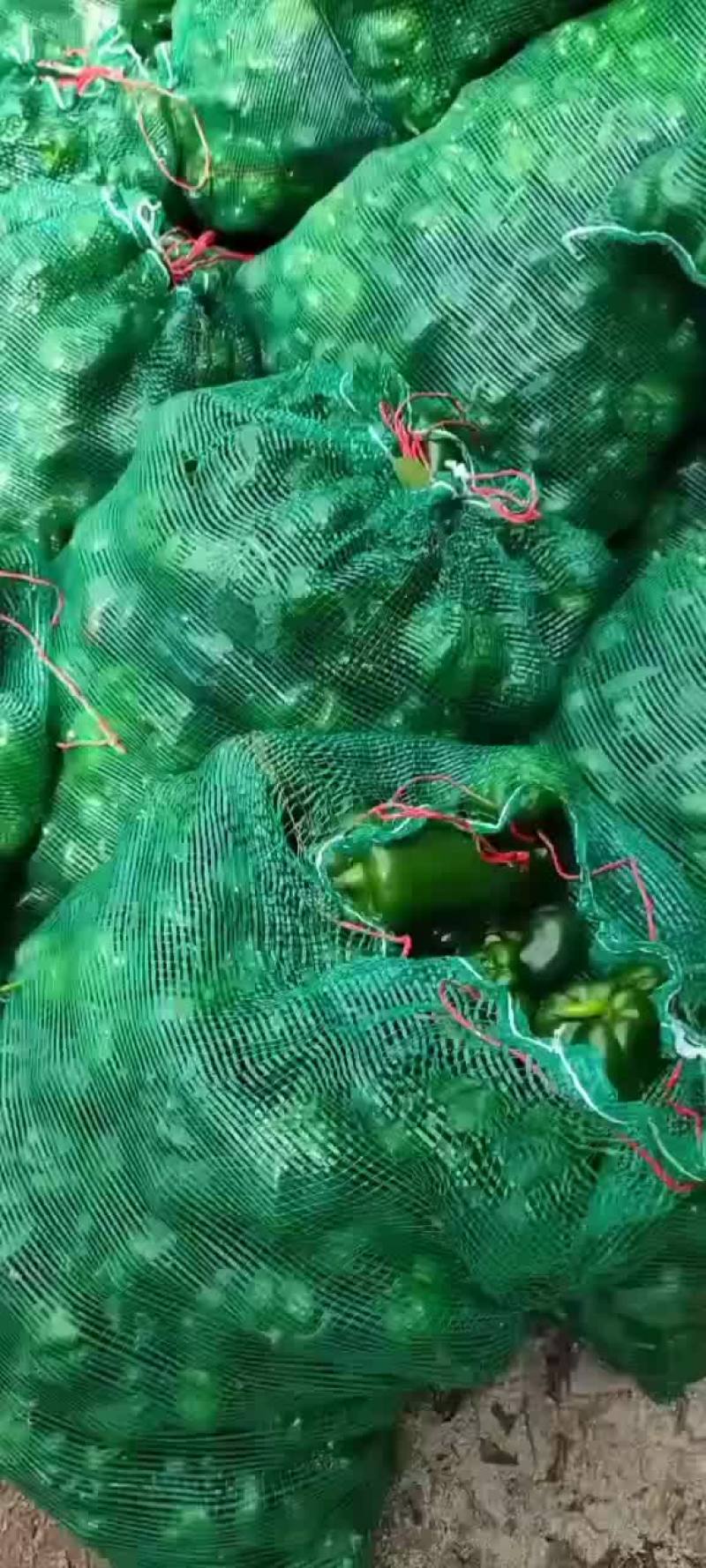 次椒当天摘当天走