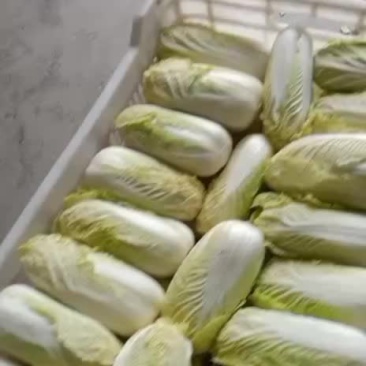 大娃娃菜