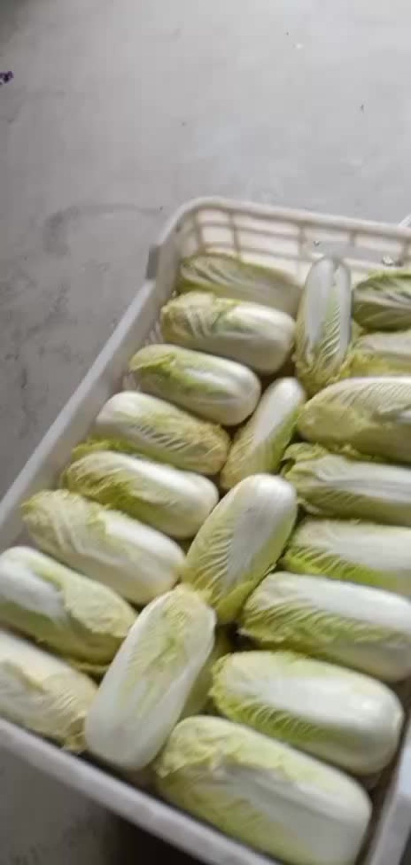 大娃娃菜