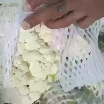 陕西松花，有机菜花上市，需要的老板联系