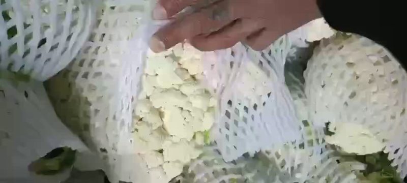 陕西松花，有机菜花上市，需要的老板联系