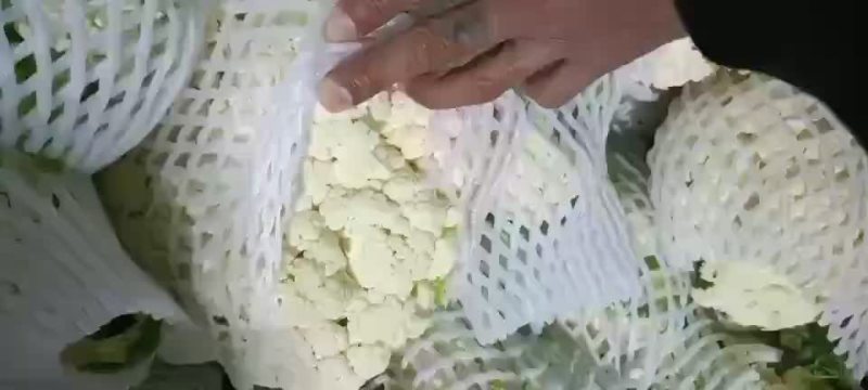 陕西松花，有机菜花上市，需要的老板联系