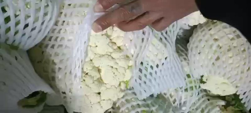 陕西松花，有机菜花上市，需要的老板联系