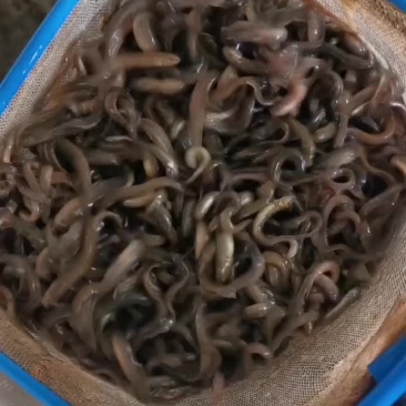 泥鳅苗
